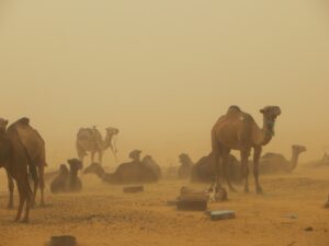 Camels in a sand storm