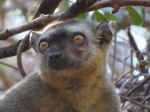 Vasa Bonbon: An Amazing 24 Days in Madagascar